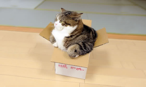 Кот любящий коробки