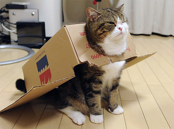 Кот любящий коробки